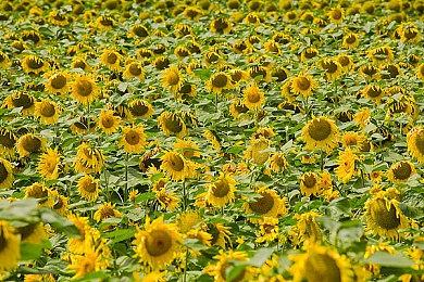 《光与影：33号远征队》MOD：让你操作《尼尔》2B机器人